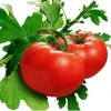 Il pomodoro