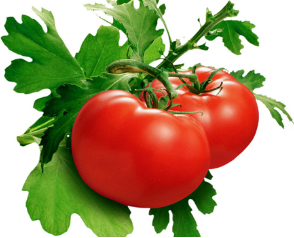 Il pomodoro