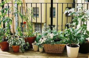 Iniziare a fare l'orto