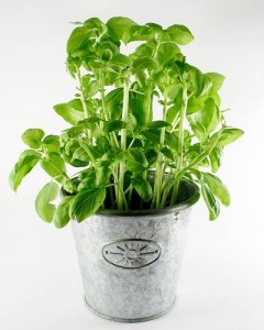 Il basilico