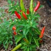 Il peperoncino
