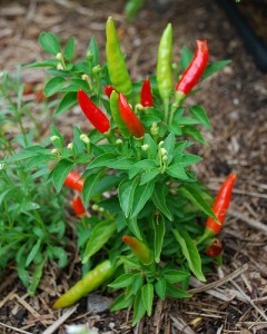 Il peperoncino
