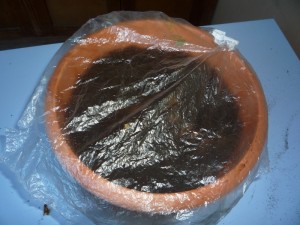 Mettere il sacchetto di plastica sopra il vaso Mettere il sacchetto di plastica sopra il vaso