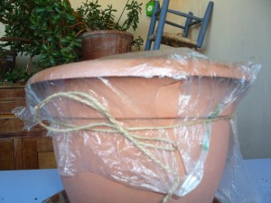 Legare con lo spago il sacchetto di plastica per la mini serra P1030419
