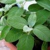 La salvia