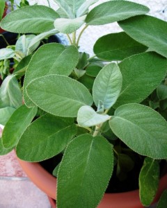La salvia
