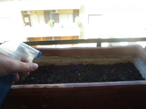 Spruzzare il macerato d'aglio contro i parassiti dell'orto Spruzzare il macerato d'aglio contro i parassiti dell'orto imgleft