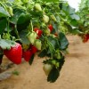 La fragola