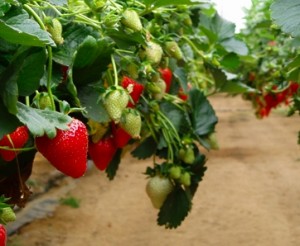 La fragola