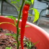 L’esperto risponde: perché il mio peperoncino non cresce forte e sano?