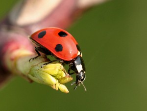 Animali utili nell'orto: coccinella, lucertola, rospo, lombrico e riccio