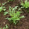 La rucola