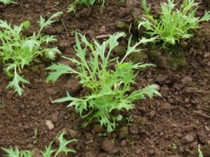 La rucola