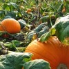 La zucca
