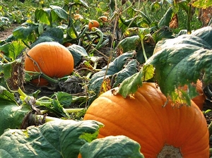 La zucca