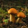 Conserva di funghi