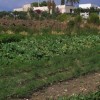 Intervista a Sebastiano, un “esperto” di orto in campo