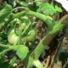 L’esperto risponde: Come combattere la peronospora?