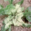 L’esperto risponde: Perché gli spinaci si stanno ingiallendo?