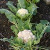 Il cavolfiore