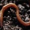 Fotografia di vermi e ascarid