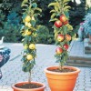 L’esperto risponde: quali alberi da frutto posso piantare a L’Aquila?