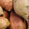 L’esperto risponde: dove si può coltivare la batata?