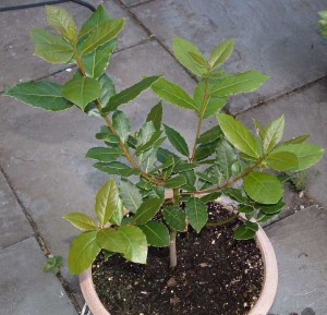L’alloro