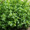 L’origano