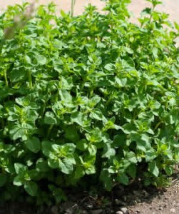 L’origano