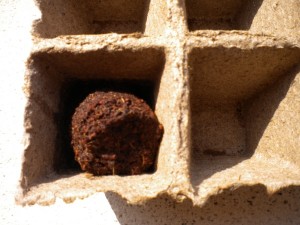 Seminare con le pastiglie di torba
