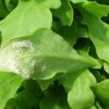 L’esperto risponde: qual’è la causa delle macchie bianche sulla rucola?