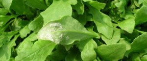 peronospora