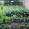 Lavori nell’orto: maggio