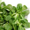 La valerianella