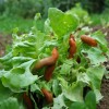 La lotta naturale contro le limacce