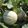 Il melone