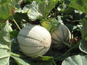 Il melone