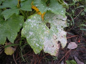 Mal Bianco Rimedi Naturali oidio malattia fungine 171 coltivare l orto Mal Bianco Rimedi Naturali oidio malattia fungine 171 coltivare l orto