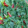 L’esperto risponde: come difendere i peperoncini con metodi naturali?