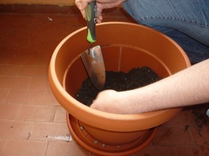 Mettere a dimora i pomodori