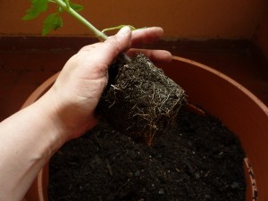 Mettere a dimora i pomodori