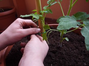 Sostegno per i pomodori