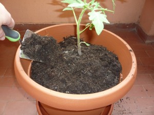 Mettere a dimora i pomodori