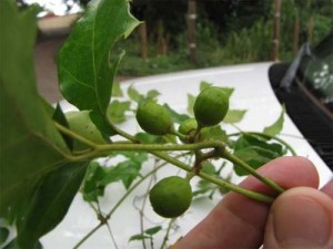 La cicerchia