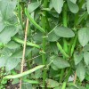 La fava