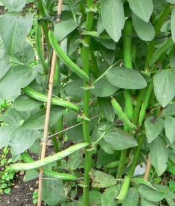 La fava