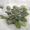 Come preparare le piante all’arrivo del gelo