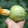 L’orto sul balcone e la biodiversità: carote, zucchine, cavolo nero