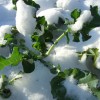 Come proteggere l’orto dal freddo e dalla neve